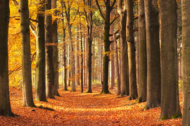 istock Autumnal Forest Lane 1066829050
