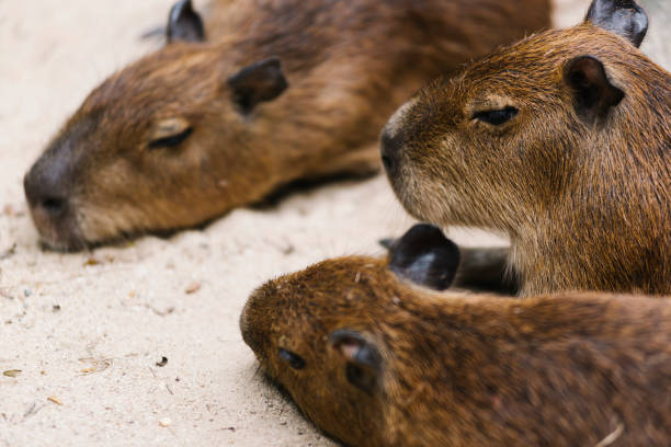 istock A family of capybara relaxing 1066830572
