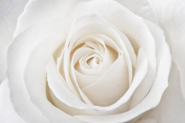 Photo of Perfect White Rose