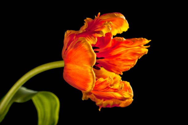 istock Flowering Orange Parrot Tulip 1066830952