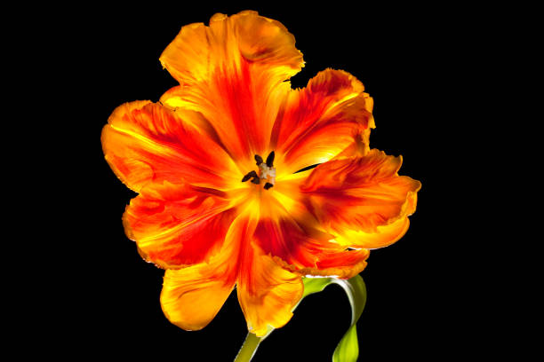 istock Flowering Orange Parrot Tulip 1066831042