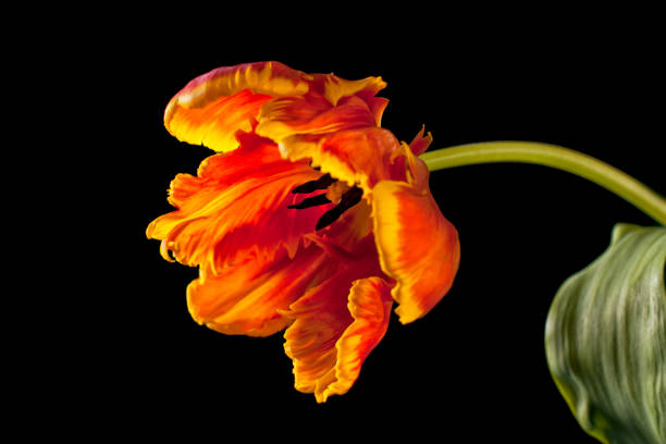 istock Flowering Orange Parrot Tulip 1066831084