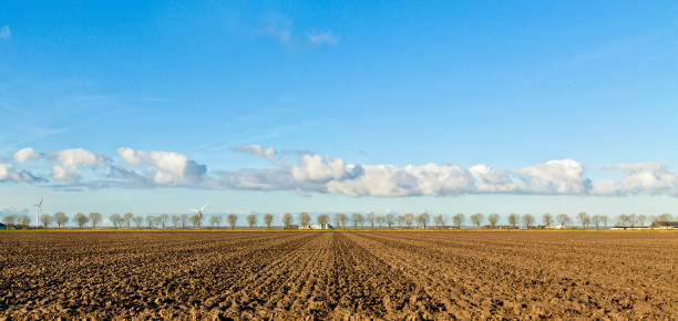 Dutch Polder Landscape Flat agricultural polder landscape with row of trees in The Netherlands. Shot against a blue clouded sky. biddinghuizen stock pictures, royalty-free photos & images