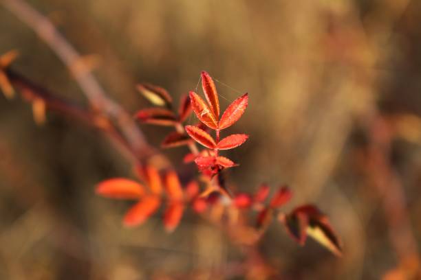 istock Autumn tree leaves close-up photo 1066831152