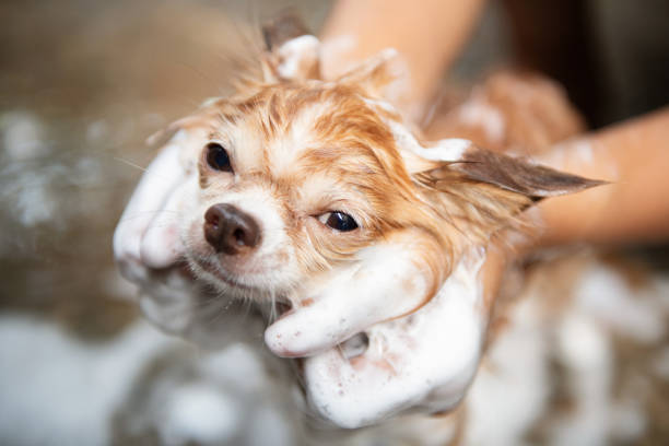 A dog taking a shower with soap and water,Cleaning service