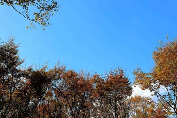 istock autumn foliage 1066835386