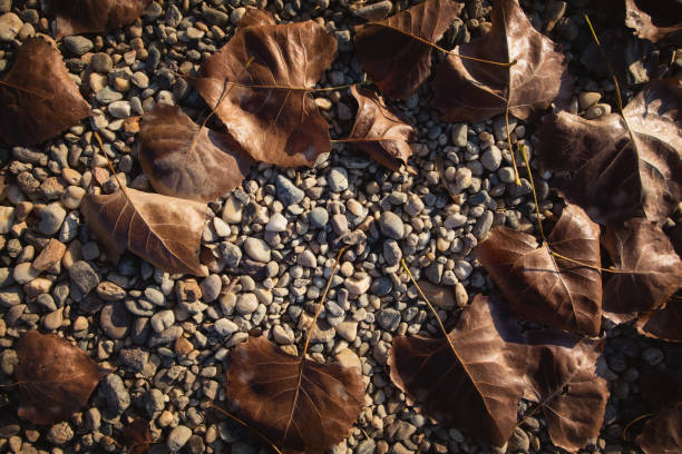 istock Autumn Leaves at gravel 1066836144