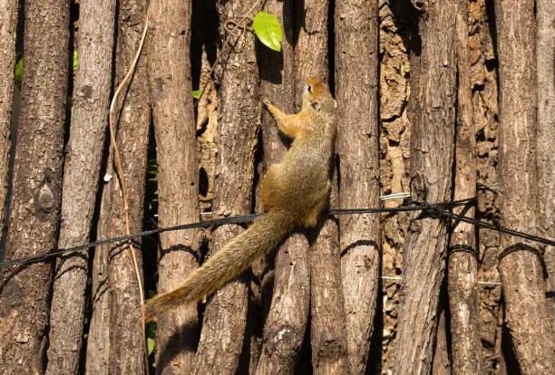 Tree squirrel (Paraxerus cepapi) in a tree