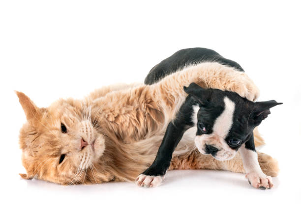 istock maine coon cat and little dog 1066838150