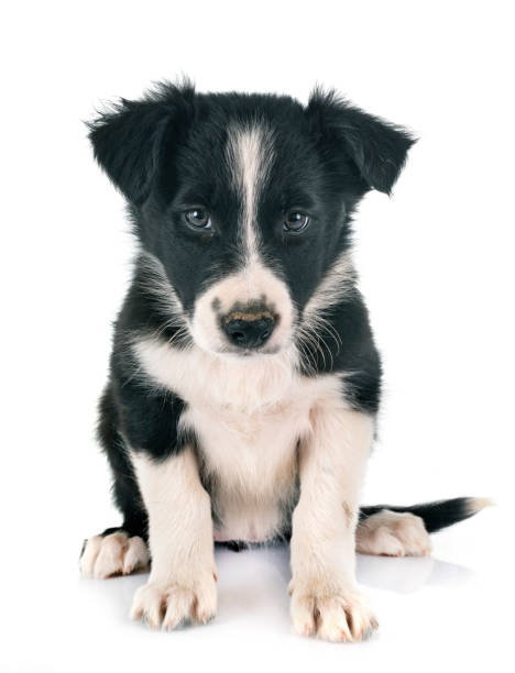 istock puppy border collie 1066838582