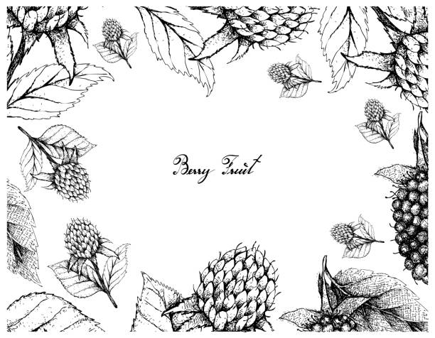 Hand Drawn Frame of Korean Black Raspberries and Kotataberries Berry Fruits, Illustration Frame of Hand Drawn Sketch Fresh Kotataberries and Korean Black Raspberries or Rubus Coreanus Fruits With Green Leaves Isolated on White Background. marionberry stock illustrations