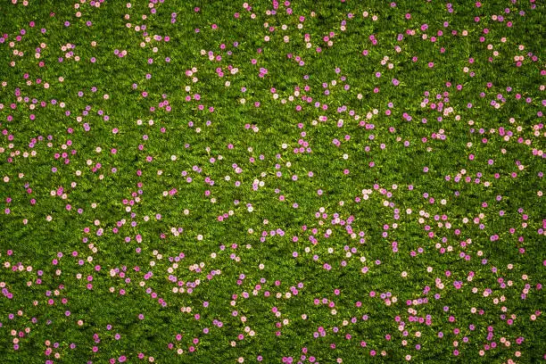 Photo of A meadow of purple vintage flowers with grass