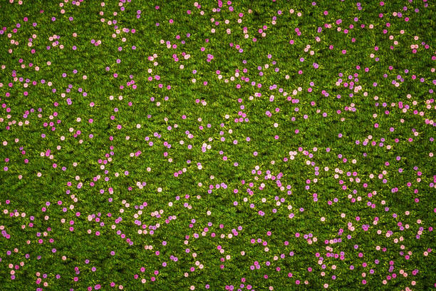 луг фиолетовых винтажных цветов с травой - wildflower meadow field flower head стоковые фото и изображения