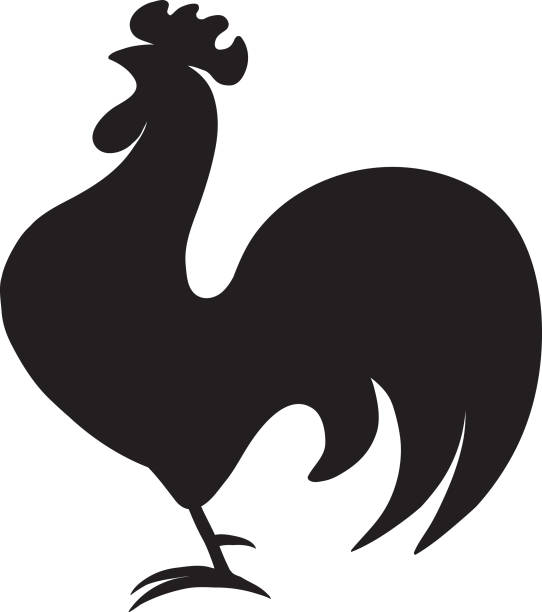 черный силуэт петуха, стоящего на одной ноге - chicken silhouette animal rooster stock illustrations