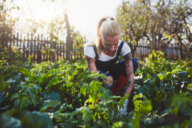 istock Woman On The Organic Farm 1066849116