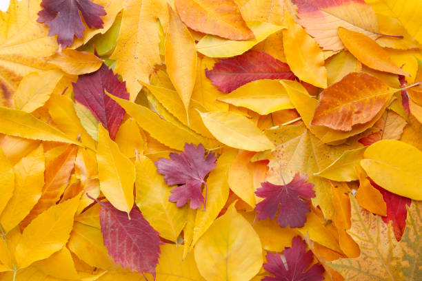 istock Red and Orange autumn leaves background. Thanksgiving day 1066849862
