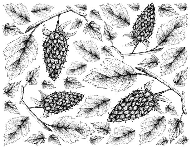 Hand Drawn Wallpaper of Loganberry on White Background Berry Fruits, Illustration Wallpaper of Hand Drawn Sketch Delicious Fresh Loganberry With Green Leaves Isolated on White Background. High in vitamin C and B. marionberry stock illustrations