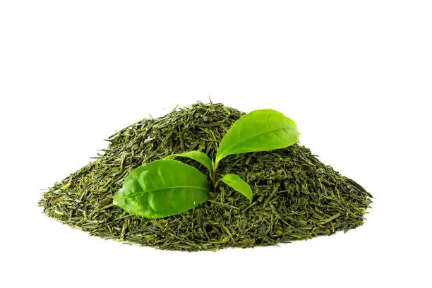 Heap of green tea sencha with a branch of leaves isolated on white background