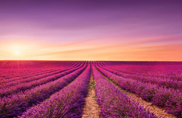 istock Lavender fields at sunset. Provence, France 1066857442