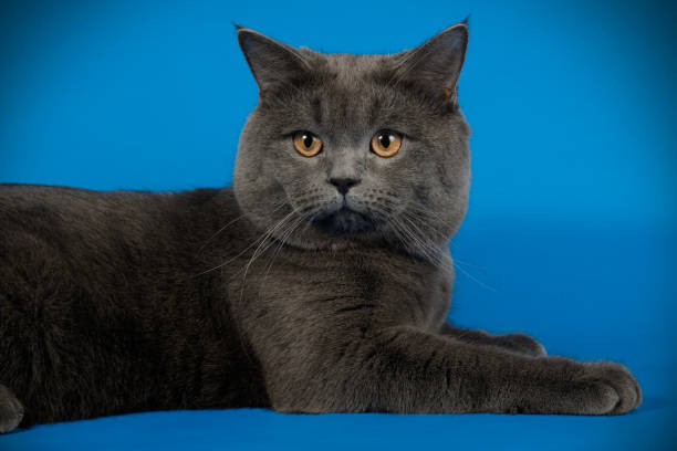 istock British shorthair cat on colored background 1066858040