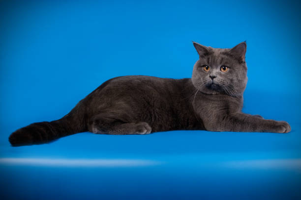 istock British shorthair cat on colored background 1066858078