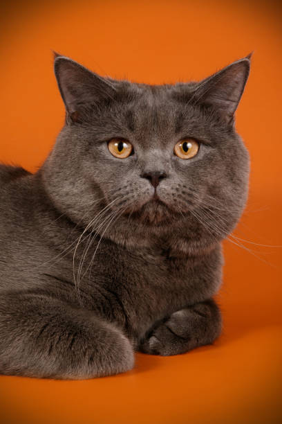 istock British shorthair cat on colored background 1066858244