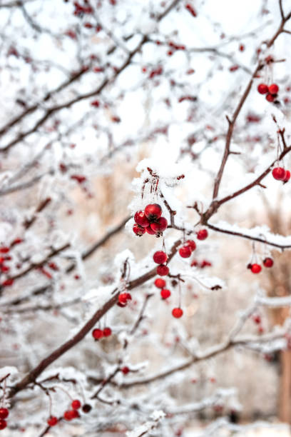 istock Mountain ash covered with snow. Snowy nature. 1066858364