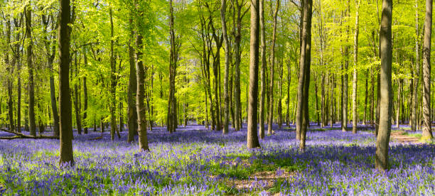 istock Bluebells In An English Beechwood 1066858488