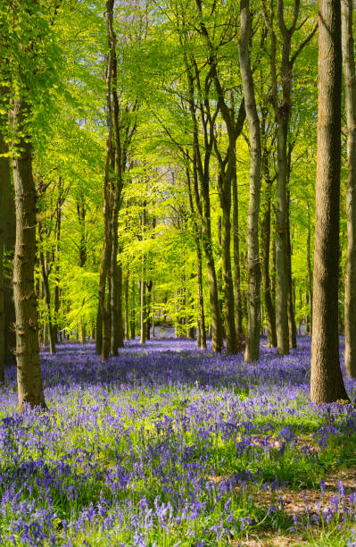 istock Bluebells In An English Beechwood 1066858656