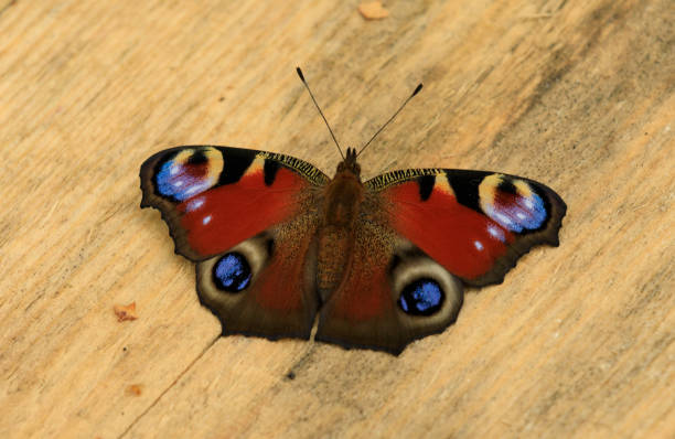istock European peacock butterfly 1066861160