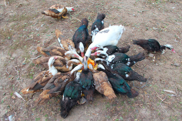 istock Ducks geese and muscovy ducks eat pumpkin in poultry 1066863654