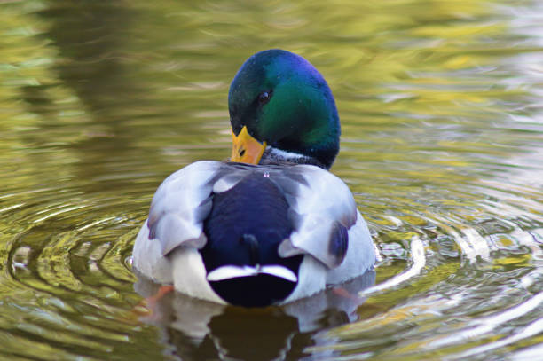 istock Duck swimming on lake 1066863782