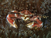die-preocelain-krabbe-unterwasserwelt-in-sabah-borneo.jpg?b=1&s=170x170&k=20&c=1AwvYyLSi1oGIED2hj8lgwP_TATHkAHX9IDzkUefJAE=