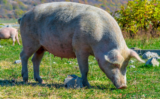 istock Freely grazing pig on an organic farm 1066869214