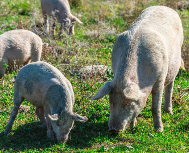 istock Freely grazing pigs on an organic farm 1066870834