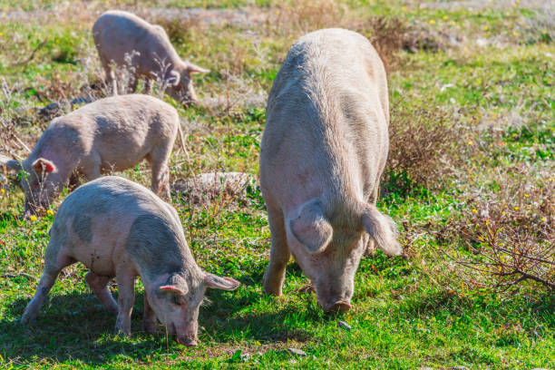istock Freely grazing pigs on an organic farm 1066870874