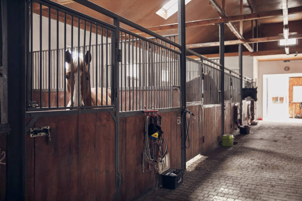 caballos en su establo. sistema de frenos de los caballos en la superficie de madera. - horse stall stable horse barn fotografías e imágenes de stock