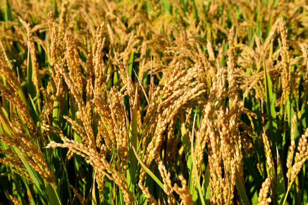 istock Mature rice in the field 1066877350