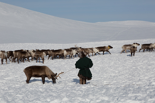 Nenets reindeer mans catches reindeers on a sunny winter day