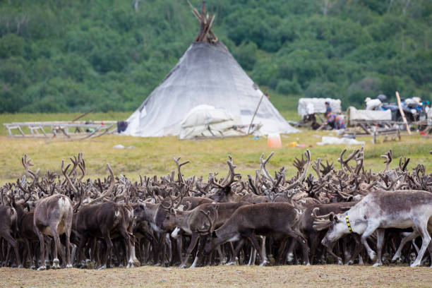 istock large herd of reindeers in summer day 1066879964