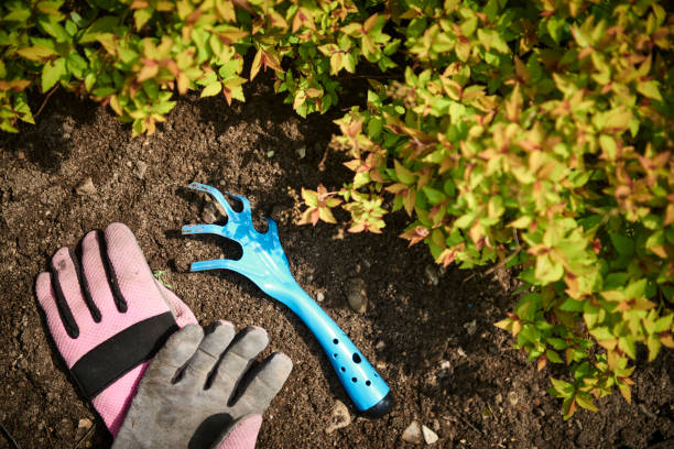 istock Gardening with gloves and rake 1066882880