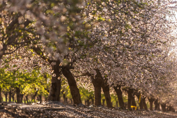 istock nature in israel 1066883602
