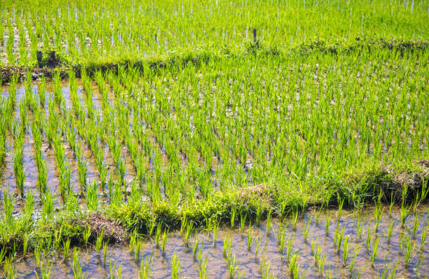 istock Rice field with green plants. Planting seeds in paddle. Water on rice fields. 1066883614