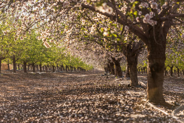istock nature in israel 1066883630