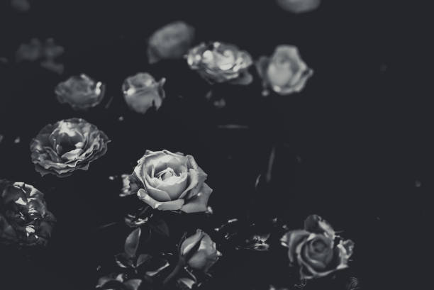 Rose on Black and white color Rose on Black and white color black and white rose stock pictures, royalty-free photos & images
