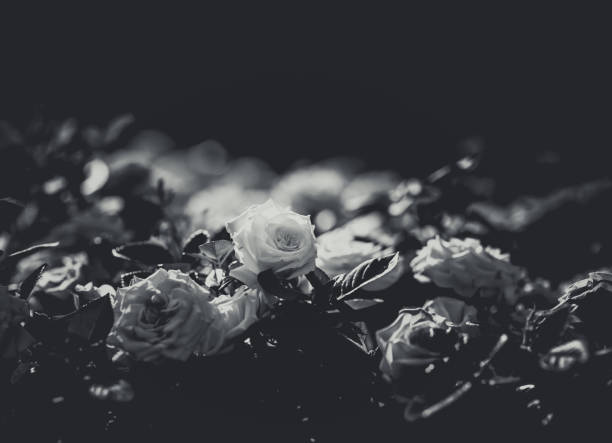 istock Rose on Black and white color 1066883878