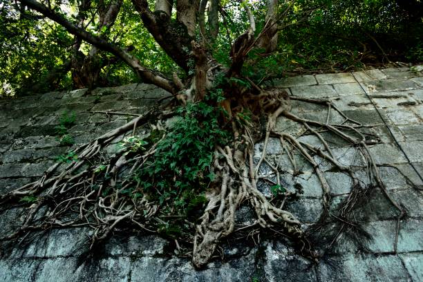 istock Tenacious roots grow in ancient walls 1066883890