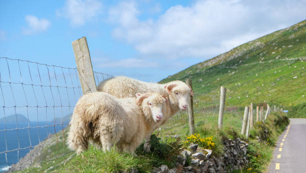 Irish lambs in green pastures Close up of two Irish lamb on the side of the road, walking on the green grass field. dingle peninsula stock pictures, royalty-free photos & images