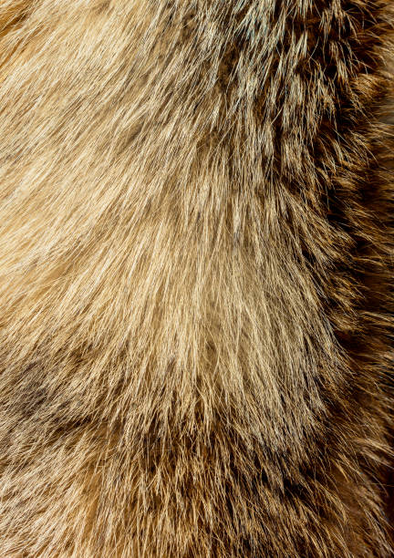 istock Decorative animal  fur as a background 1066884228