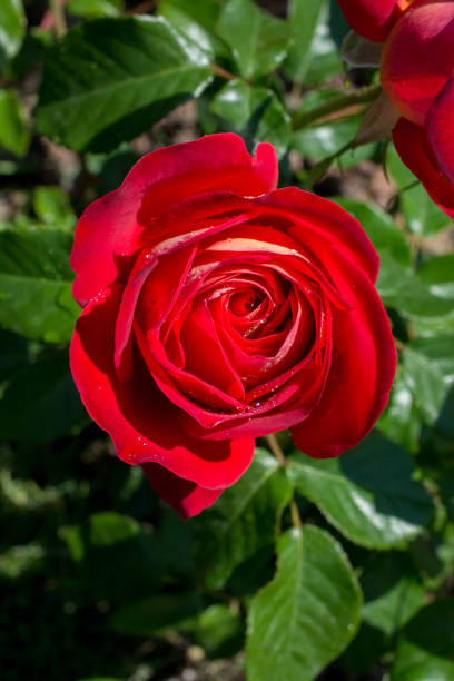 istock Blooming beautiful colorful rose in floral background 1066884302
